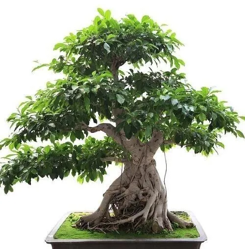 Ficus Benghalensis Banyan Tree , 50 Pure Seeds Usa Fresh Garden - $11.00