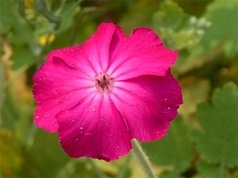SuGard 40 Of Rose Campion Seeds Lychnis Coronaria Rose Pink Trumpet Shaped Flowe - £8.17 GBP