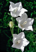 US Seller White Peach Leaf Bellflower 250 Seeds Large Bell Flowers New Fresh See - $7.38