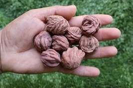 8pcs Mineral Desert Rose Selenite – Authentic Raw Sand Rose Crystals - $18.81