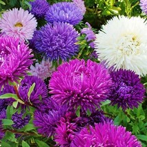 Aster Tall Double Gremlin Mix 30 Cut Flowers Sunpart Shade 100 Seeds US ... - $7.86
