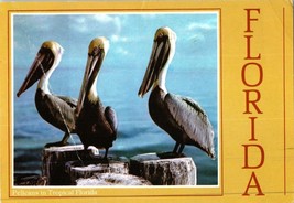 Pelicans In Tropical Florida Postcard Posted 1992 - £5.16 GBP