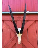 Giant Sable Skull 38&quot;- Deer Skull - Real African Antelope Horns African ... - $989.01