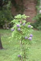 Blue Wisteria live tree seedling 7 to 13 inches) - £12.64 GBP