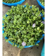  100 Water Hyacinth Pond Plants100% Organic + Free Red Mangrove Plants  - $138.60