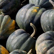 CLK Squash Acorn Table Queen Seeds 30 Ct Winter Vegetable NON-GMO - $3.12