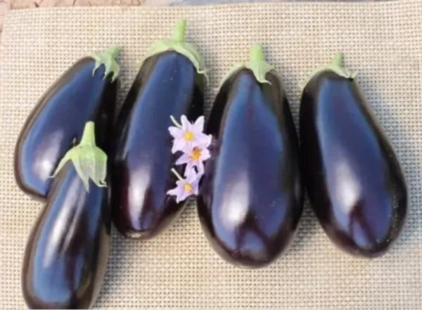 American Eggplant Seeds For Planting (20 Seeds) All American Favorite P ... - £17.23 GBP