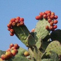 NOPAL RED FRUIT nopalina nopalea exotic edible cactus sweet juice seed 50 SEEDS - £7.16 GBP