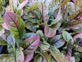 Bloody Dock Sorrel Perennial Vegetable &amp; Colorful Ornamental-ShipsRooted... - £13.44 GBP+