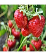 10 Non GMO Eversweet Everbearing Strawberry Plants ORGANIC Super Sweet Bare Root - $34.20 CAD