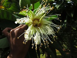 LKS Duabanga Grandiflora Shade Tree 100 Seeds Tropical Large Flowers Hom... - $9.90