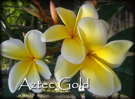 PSA#203 Rare Exotic 2 tip *Aztec Gold* Plumeria Frangipani cutting + Fre... - $18.95