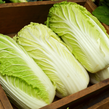 Chinese cabbage 1000 PCS Seeds - £7.75 GBP