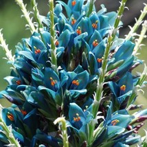 Aqua Sapphire Tower Seeds Puya Berteroniana 10 Seeds Gardening USA SELLER - £13.39 GBP