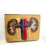 Antique 1930s 3D Anatomical Model of Renal System - $3,745.95 MXN