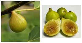 2 Live Plants Fig Trees “Kadota” COLD HARDY Outdoor Living - $41.99