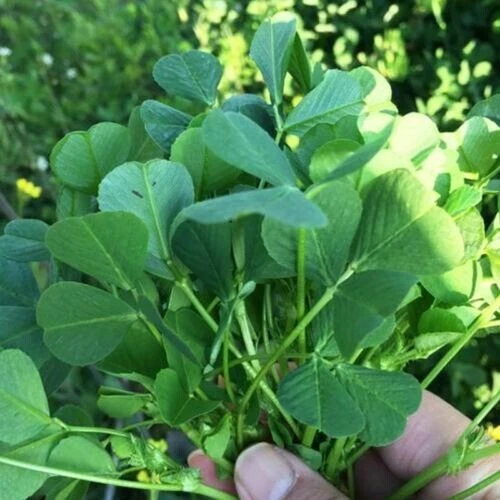 500+ Non-GMO Asian Vegetable Medicago Hispida Seeds  ??/??? - $10.89