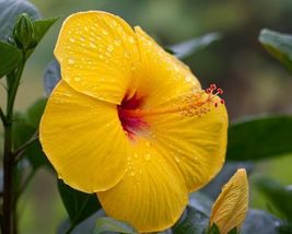 Exotic Tequila Hibiscus Starter Live Plant 7 Inches Tall - £11.99 GBP