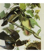 Wood Duck Bird 1946 Color Plate Print John James Audubon Nature DWV2A - €34,23 EUR