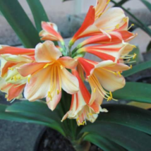 Clivia Miniata Mixed 9 Colors 100 PCS Seeds - £39.98 GBP