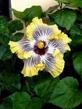 20 White Yellow Black Hibiscus Seeds Flowers Flower Seed Perennial 435 U... - $13.00