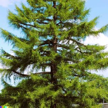 New Seeds 40 seeds of Japanese Larch Tree USA Seller - £19.07 GBP