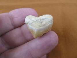 S1710-1) HEART Fossil SQUALICORAX Crow Raven Shark Tooth teeth necklace ... - $19.27 CAD