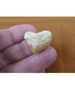 S1710-1) HEART Fossil SQUALICORAX Crow Raven Shark Tooth teeth necklace ... - €11,93 EUR