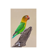Fischers Lovebird Tropical Bird Ndutu Tanzania Poster Print by Ralph H. ... - €38,10 EUR