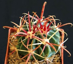 SML Ferocactus Latispinus Rubrispinus Barrel Hook Cactus Exotic Seed 20 ... - $17.69