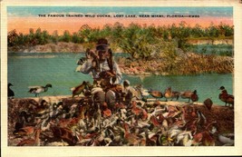 Miami, Florida Fl Famous Trained Wild Ducks At Lost Lake Linen Postcard BK46 - £2.32 GBP