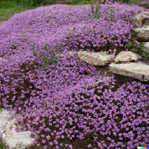 Grow in US 5000 Creeping Thyme Seeds: Perennial Herb &amp; Purple Groundcoverin - £7.60 GBP