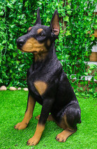 Lifelike Sitting Doberman Pinscher Statue 23.5&quot;Tall Pedigree Dog With Glass Eyes - £207.82 GBP