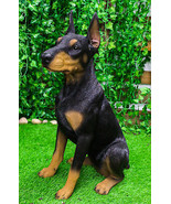 Lifelike Sitting Doberman Pinscher Statue 23.5&quot;Tall Pedigree Dog With Gl... - £203.27 GBP