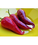 Kalugerista  a spicy and delicious pepper from Macedonia - £3.98 GBP