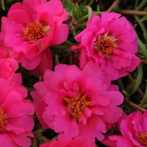 New Fresh Seeds Purslane Portulaca Grandiflora Fuchsia Herb Ground Cover 100 See - £13.91 GBP