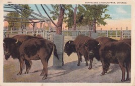 Buffaloes Lincoln Park Chicago Illinois IL 1921 to Sheldon Missouri Postcard A27 - £2.46 GBP