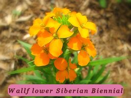 Fresh Harvest 1200 Seeds Wallflower Siberian Fragrant Biennial Usa - $36.68 MXN
