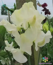 50 Castle of Mey Sweet Pea Seeds Free Shipping - $15.48