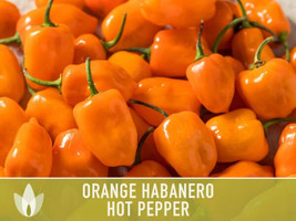 Best 25 Seeds Habanero Orange Pepper Heirloom Hot Vegetable Edible Planting Food - £3.83 GBP