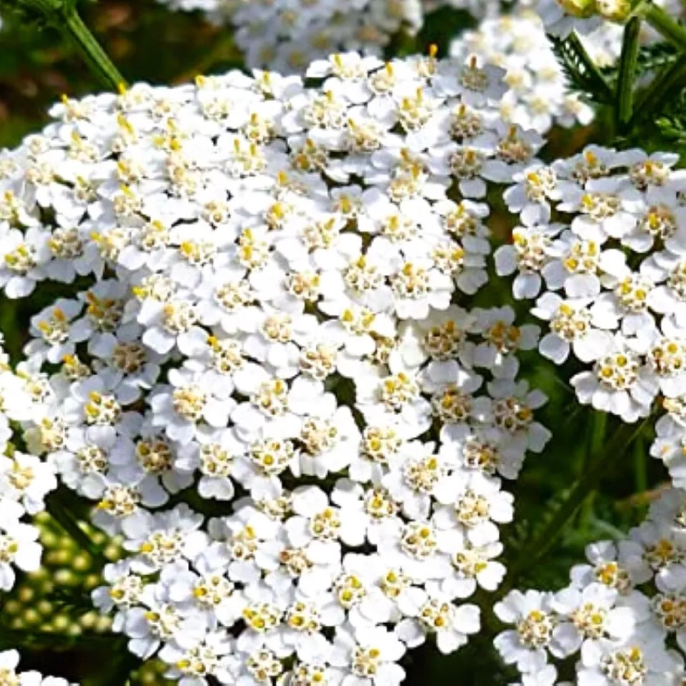 300 Super White Yarrow Seeds Heirloom Fresh Garden - £5.93 GBP