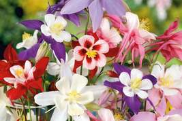 McKana Giant Mix Columbine Seeds | Red, White, Yellow, Purple | Attracts... - $4.99+