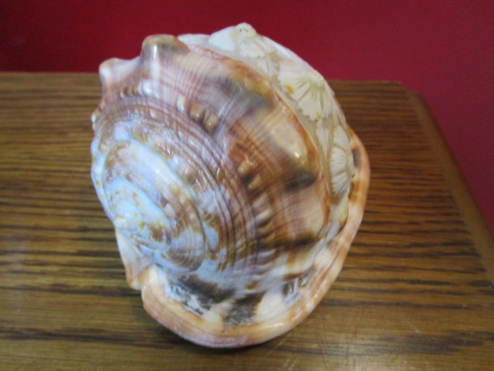 ITALIAN CARVED SEA SHELL VICTORIAN LADY [shells] - Sculptures & Figurines