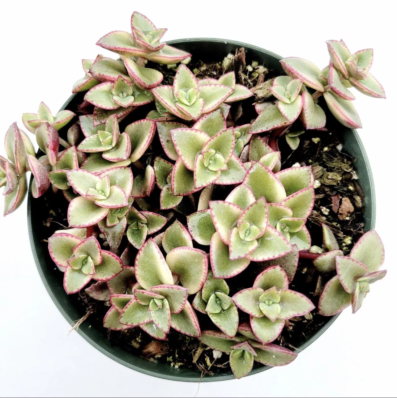 3 Cutting Crassula marginalis rubra &#39;Variegata&#39; &quot;Calico Kitten&quot; Succulen... - £17.22 GBP