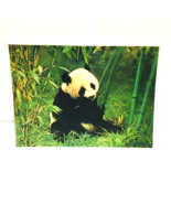 Panda Animal 3-D 3D Postcard Unposted Wonder Co. 1970s Vintage Printed J... - £18.64 GBP