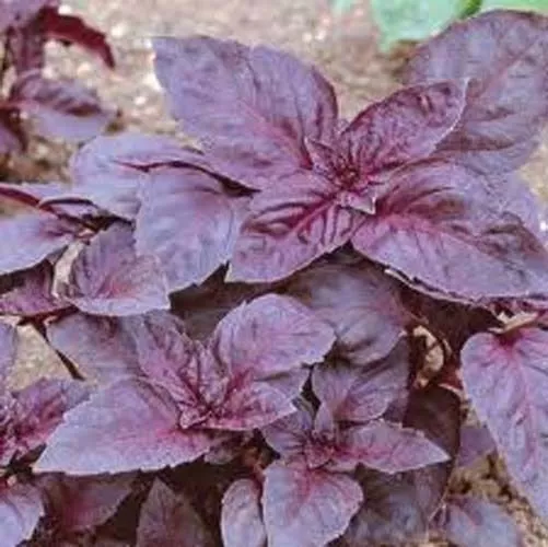 Fresh Seeds Basil Dark Opal Great Herb 200 Seeds - £9.30 GBP