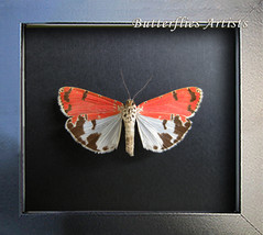 Syssphinx Sphingicampa Bella Ornate Moth Framed Entomology Collectible Shadowbox - $52.99