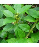 5 Gymnema Sylvestre Gymnema Herb Seeds For Planting   - $26.55 CAD