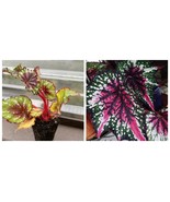 St Nick Rex Begonia Starter Plant - $117.60 CAD