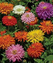 30 Pc Seeds Zinnia Cactus Double Mixed Flower, Zinnia Seeds for Planting | RK - £11.57 GBP